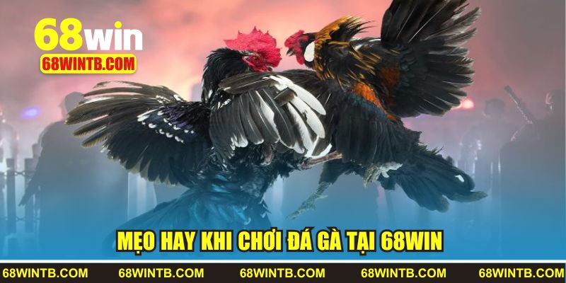 Mẹo hay khi chơi đá gà tại 68WIN