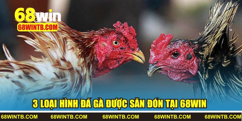 3 loại hình đá gà được săn đón tại 68WIN