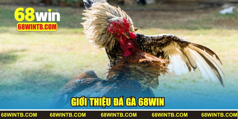 Giới thiệu đá gà 68WIN